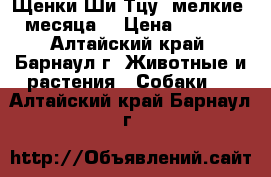 Щенки Ши-Тцу, мелкие, 2 месяца. › Цена ­ 10 000 - Алтайский край, Барнаул г. Животные и растения » Собаки   . Алтайский край,Барнаул г.